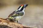 Pied barbet preparing to get a drink at a water hole in southern Africa Art Print